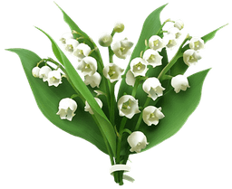 Lily of the valley