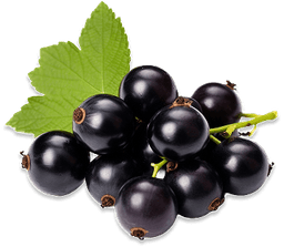 Black currant