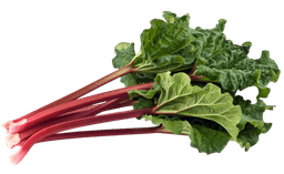 Rhubarb