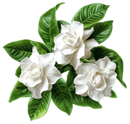 الغاردينيا