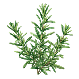 إكليل الجبل