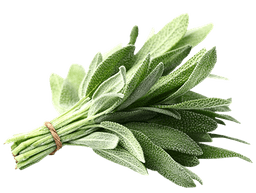 Sage