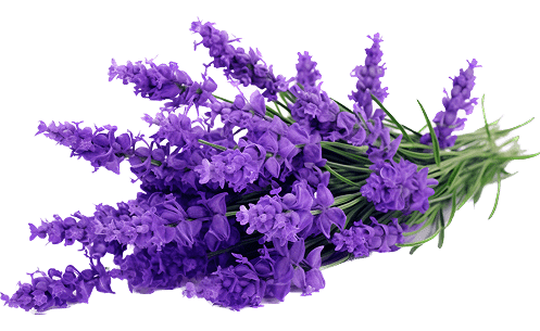 الخزامى