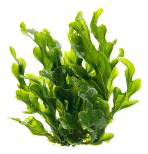 الطحالب البحرية